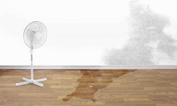 Best Ceiling water damage repair  in Linden, MI