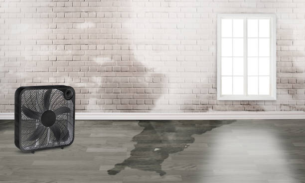 Best Water damage contractors near me  in Linden, MI