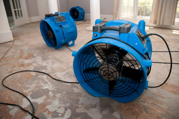 Best Professional water damage repair  in Linden, MI