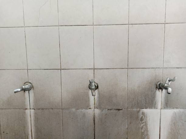 Best Mold removal after water damage  in Linden, MI