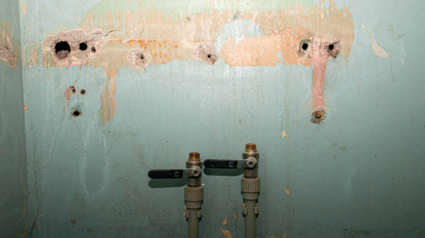 Best Water damage restoration mold remediation  in Linden, MI